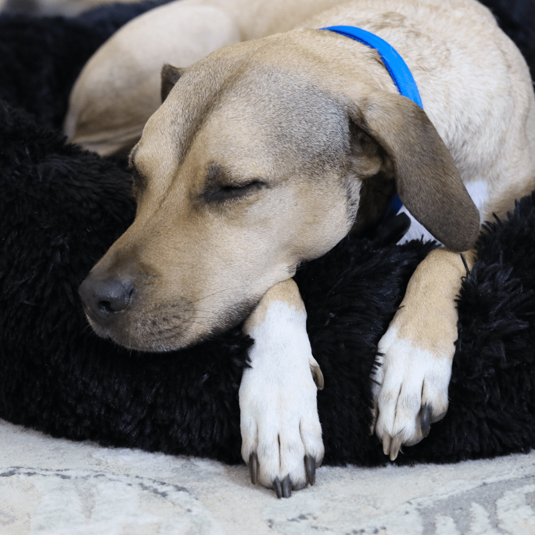 NurtureBed™ Anti-Anxiety Dog Bed